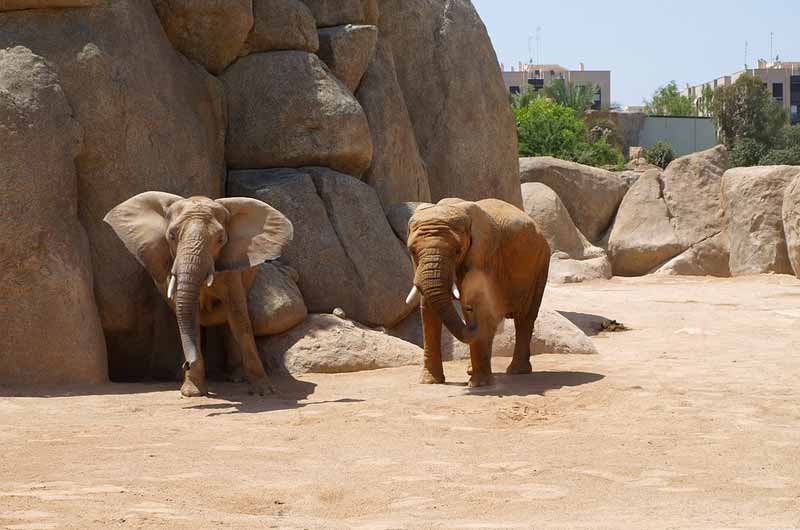 Bioparc, perfecto para una visita en familia